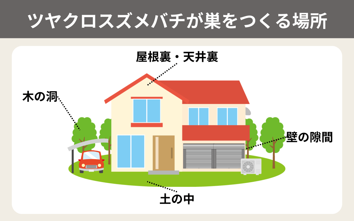 ツヤクロスズメバチが巣をつくる場所