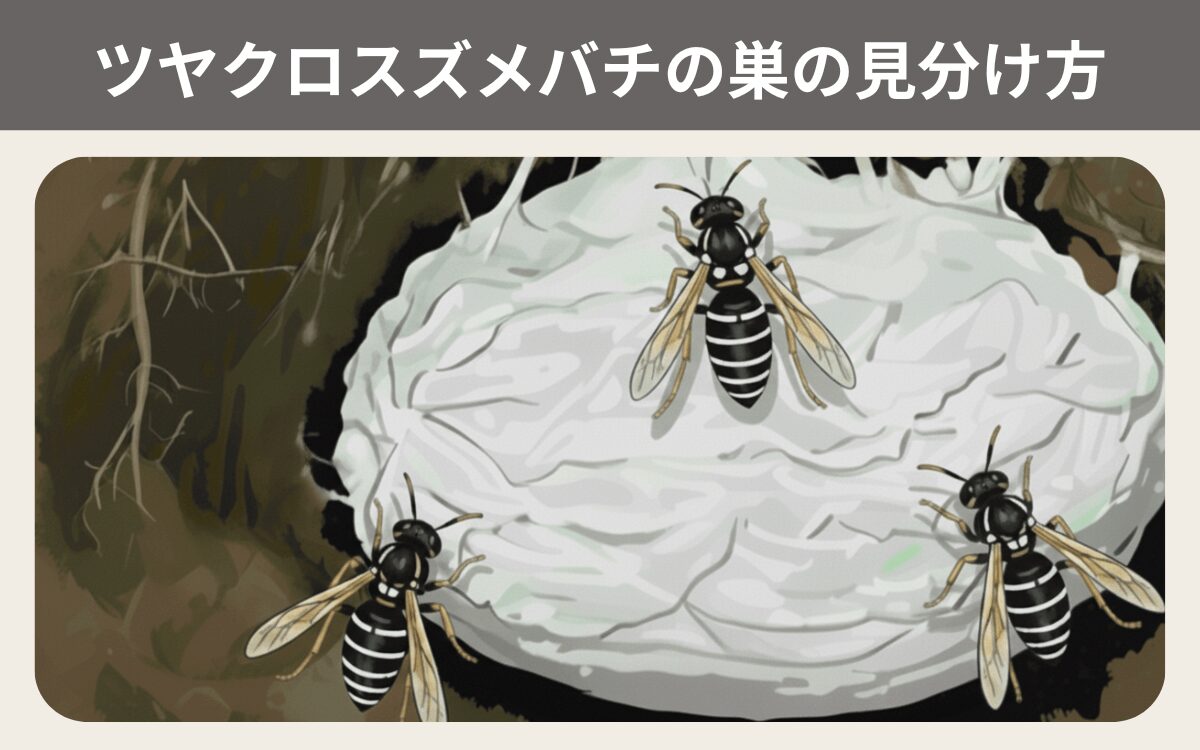 ツヤクロスズメバチの巣の見分け方