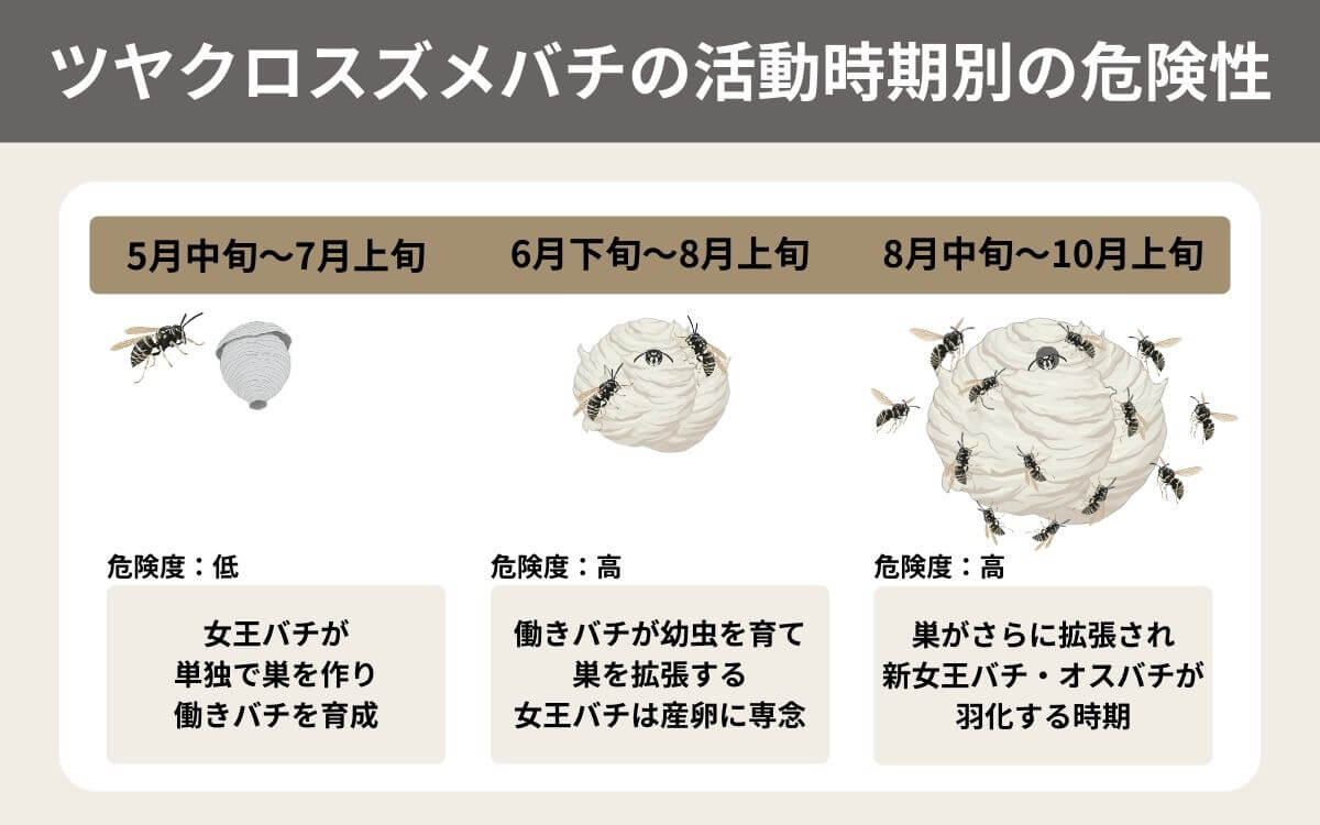 ツヤクロスズメバチの活動時期別の危険性