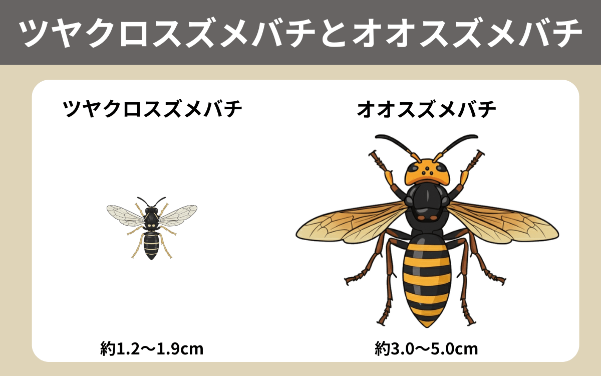 ツヤクロスズメバチの生態