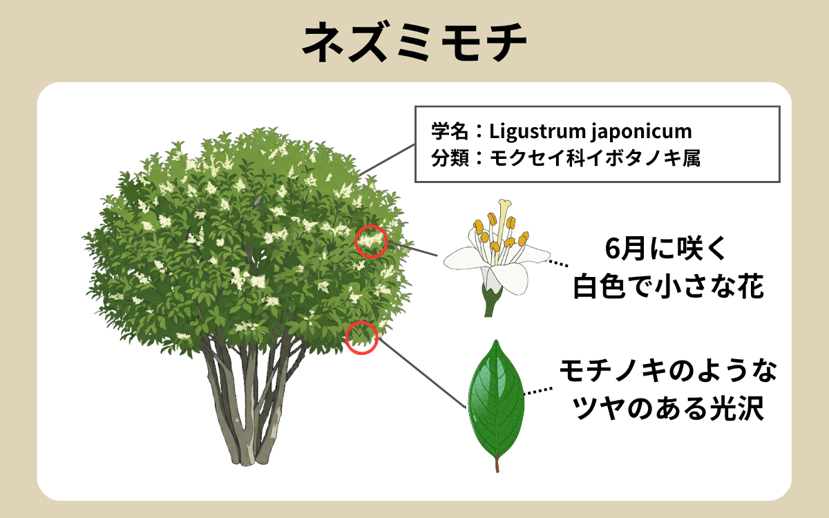 ネズミモチ 1
