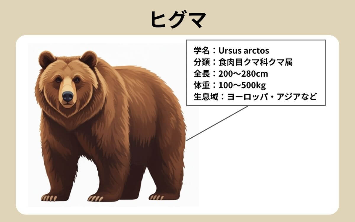 ヒグマ