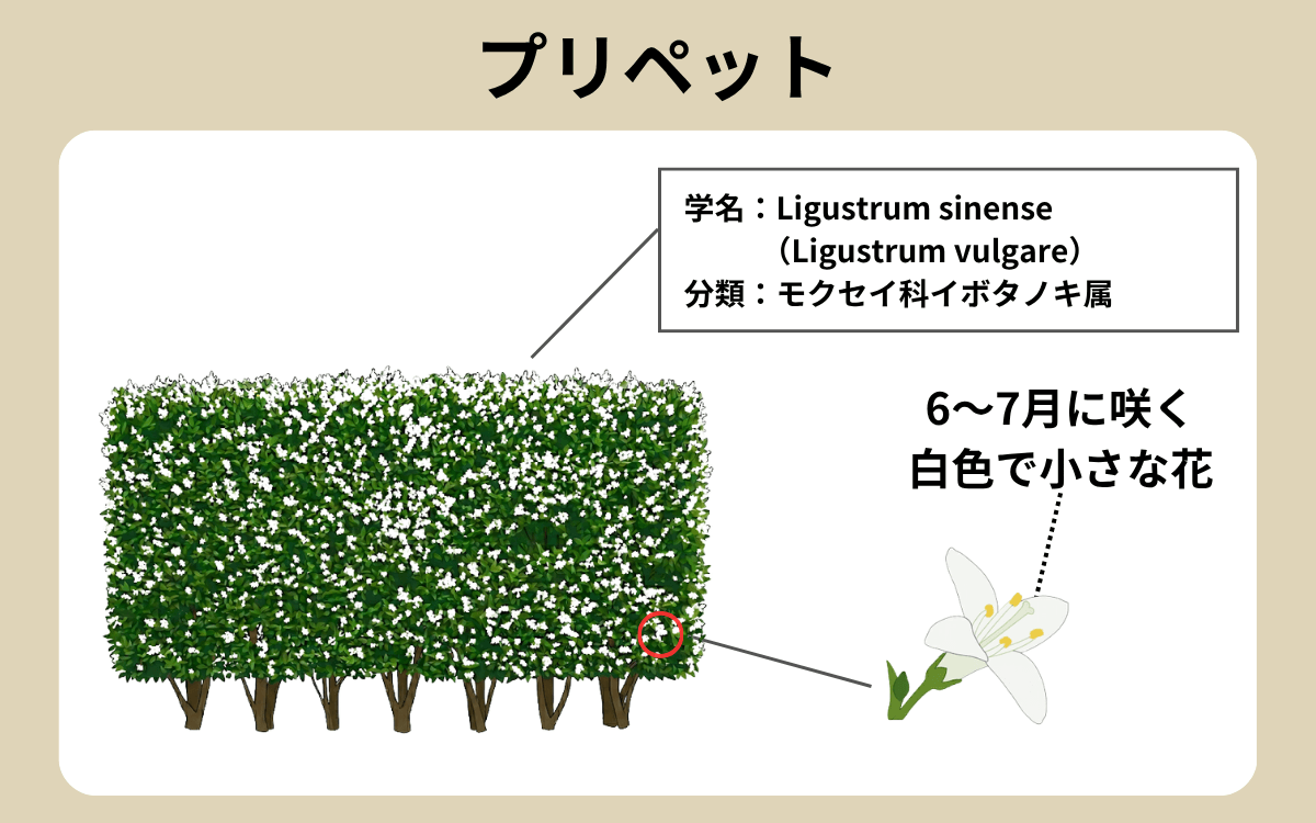 プリペット 1