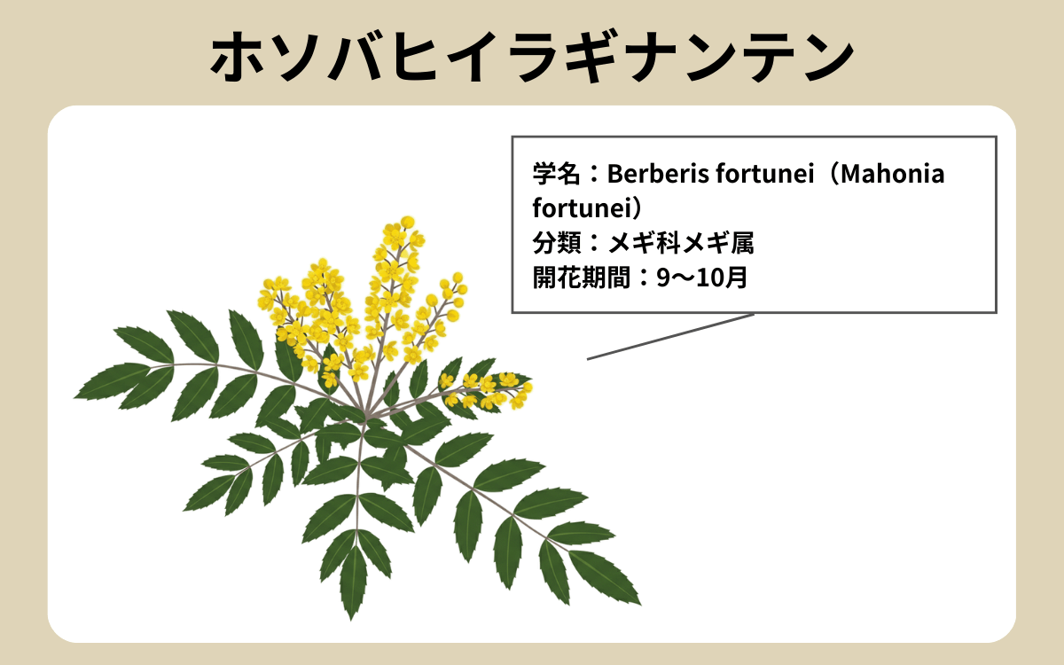 ホソバヒイラギナンテン