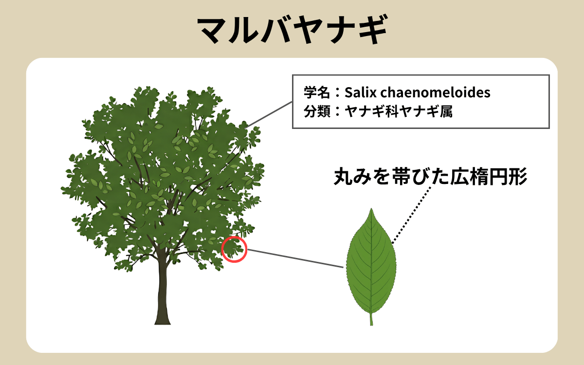 マルバヤナギ