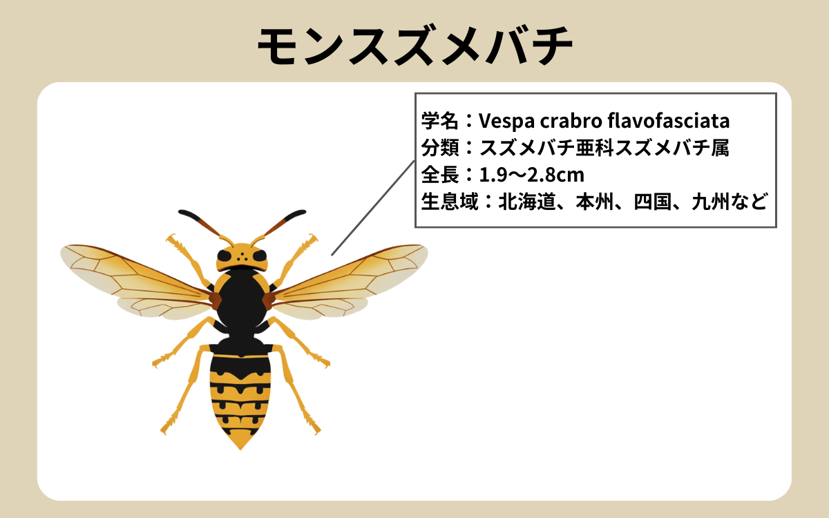 モンスズメバチ