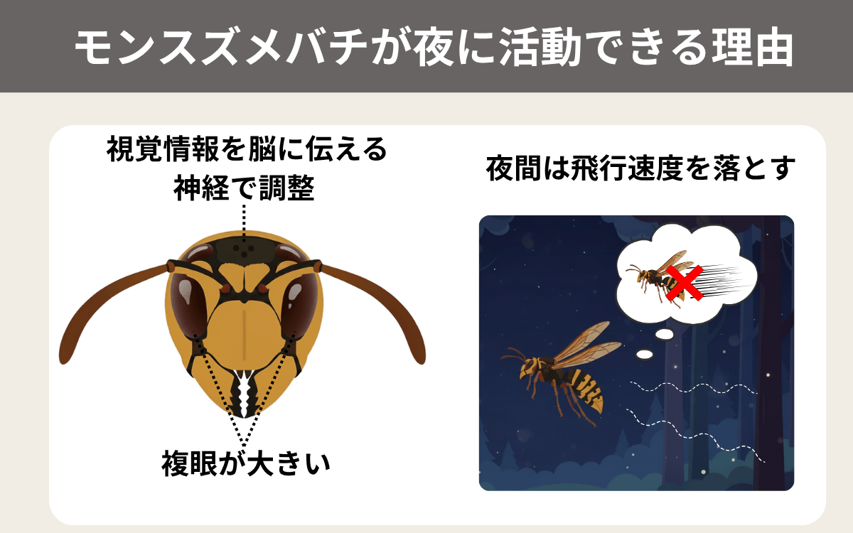 モンスズメバチが夜に活動できる理由