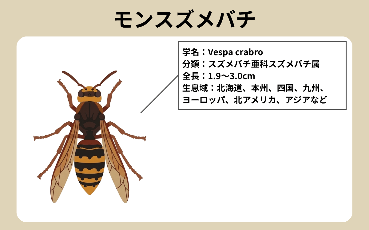 モンスズメバチってどんなハチ？