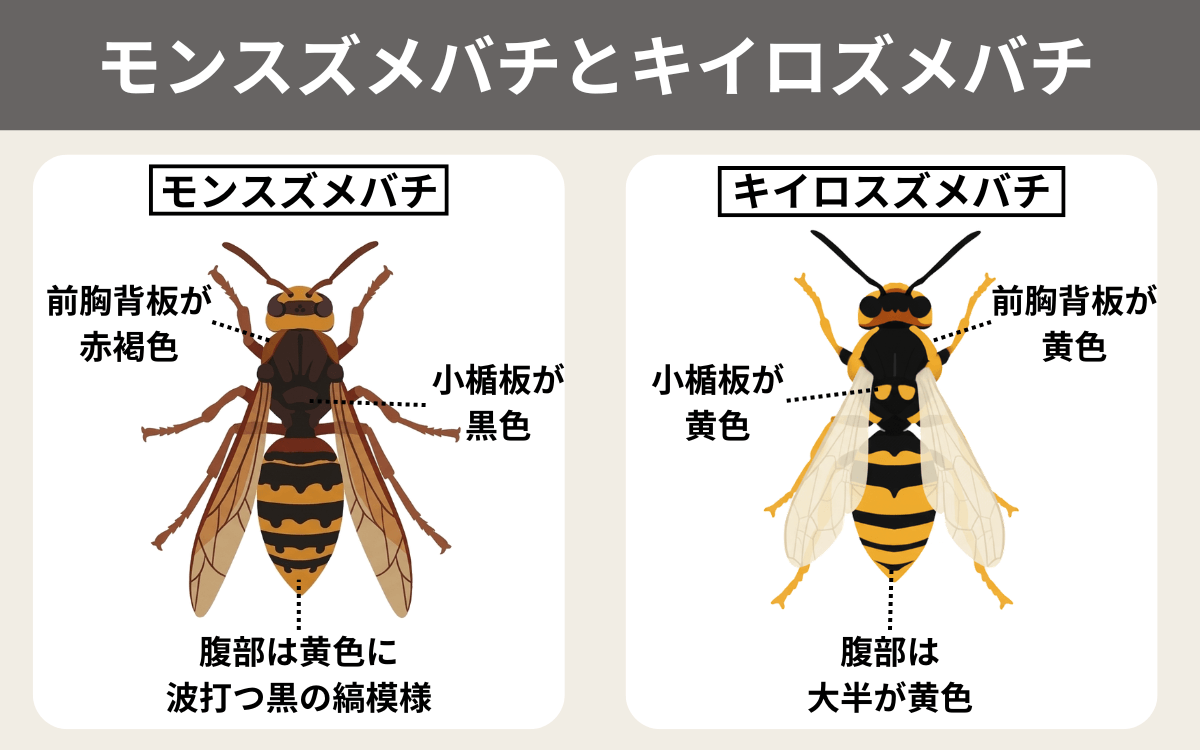 モンスズメバチとキイロズメバチ
