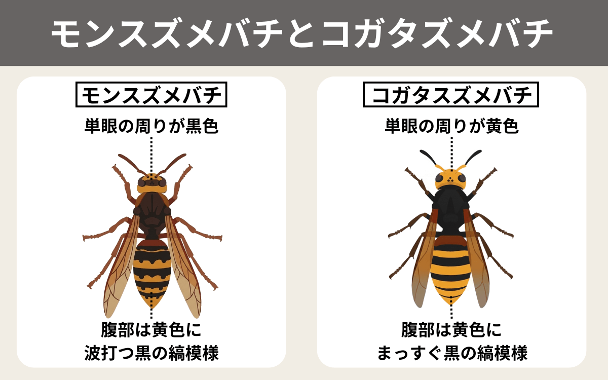 モンスズメバチとコガタスズメバチ