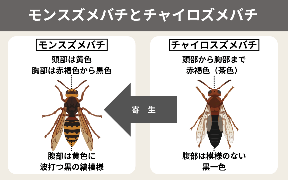 モンスズメバチとチャイロスズメバチ