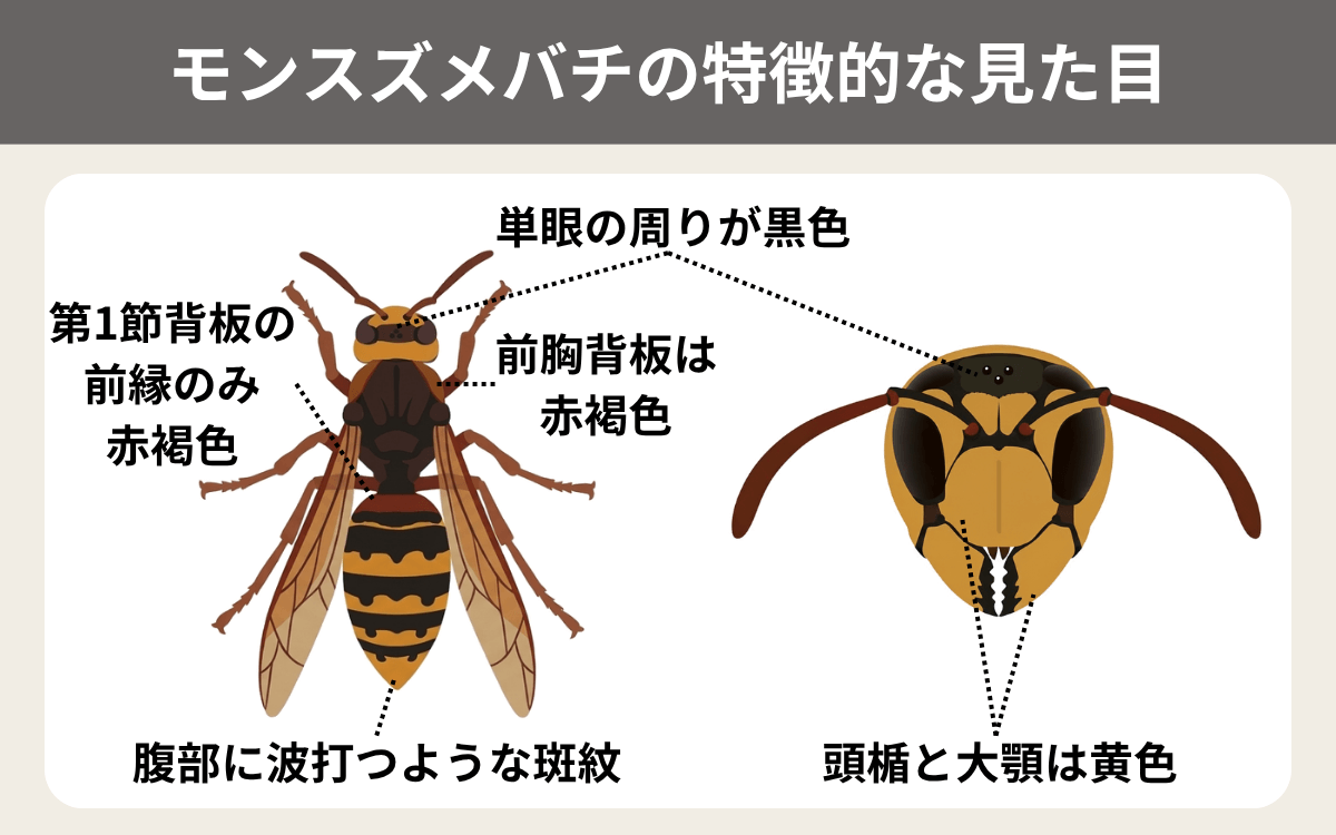 モンスズメバチの特徴的な見た目