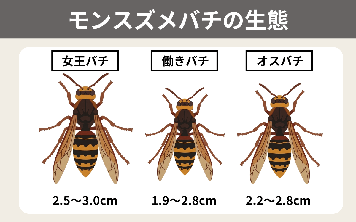 モンスズメバチの生態