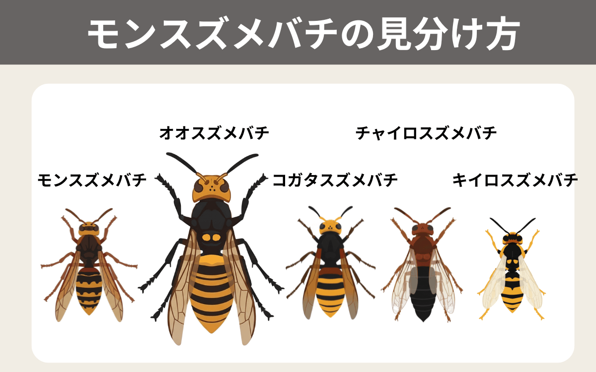 モンスズメバチの見分け方