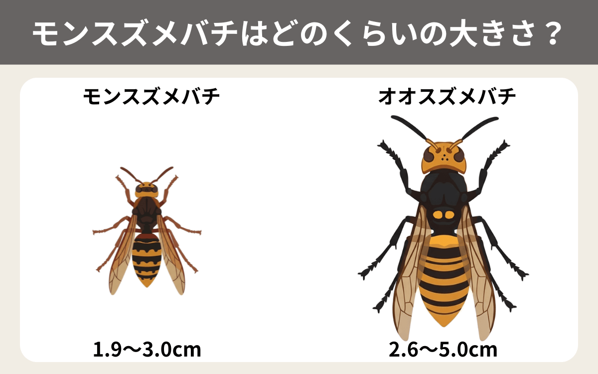 モンスズメバチはどのくらいの大きさ？