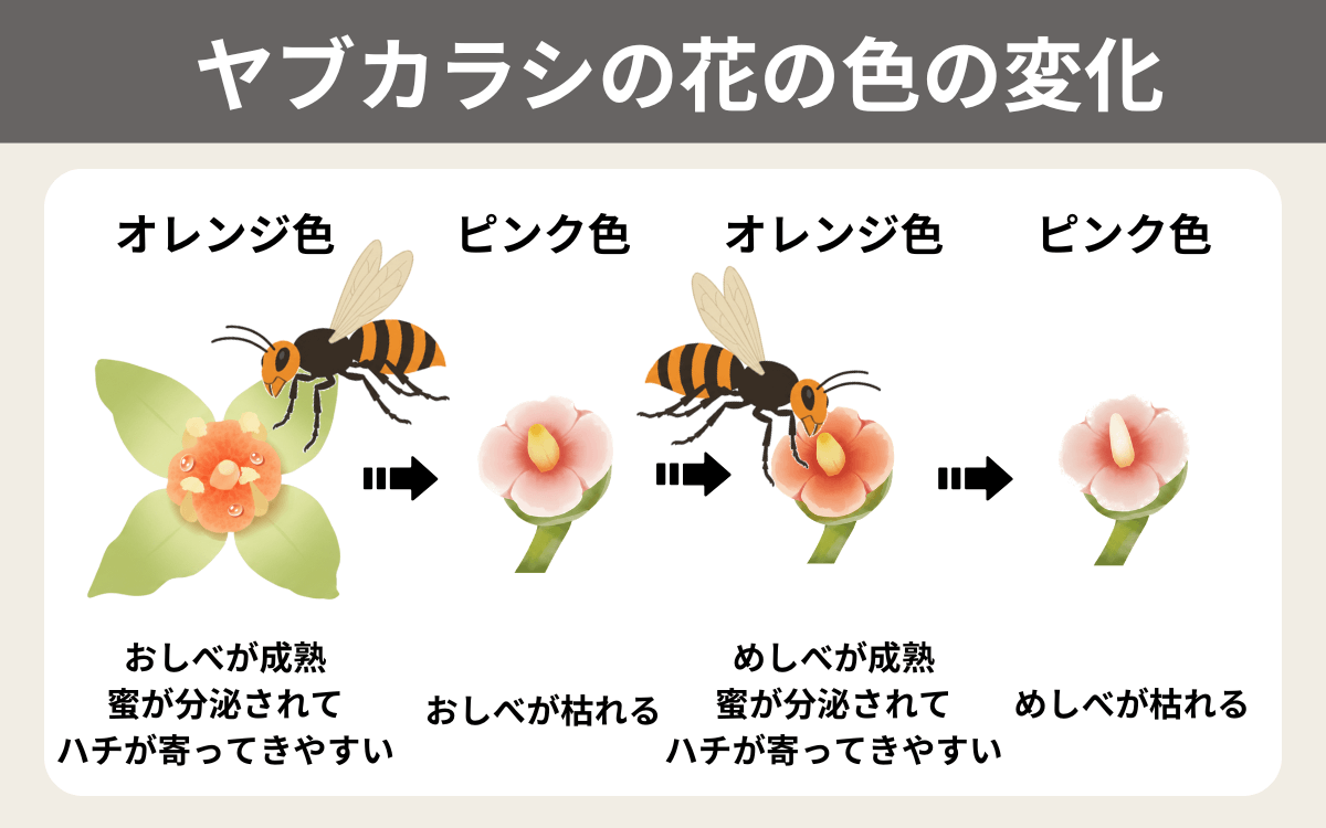 ヤブカラシの花の色の変化
