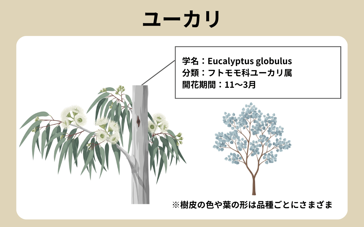 ユーカリ