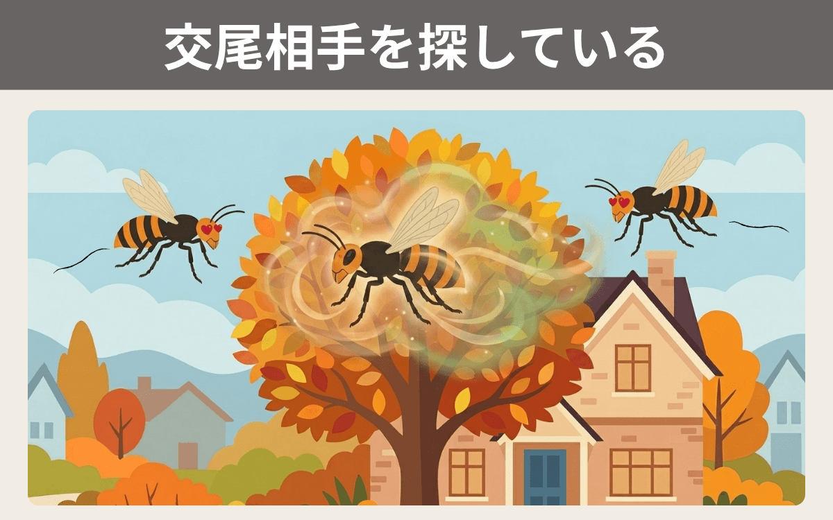 交尾相手を探している
