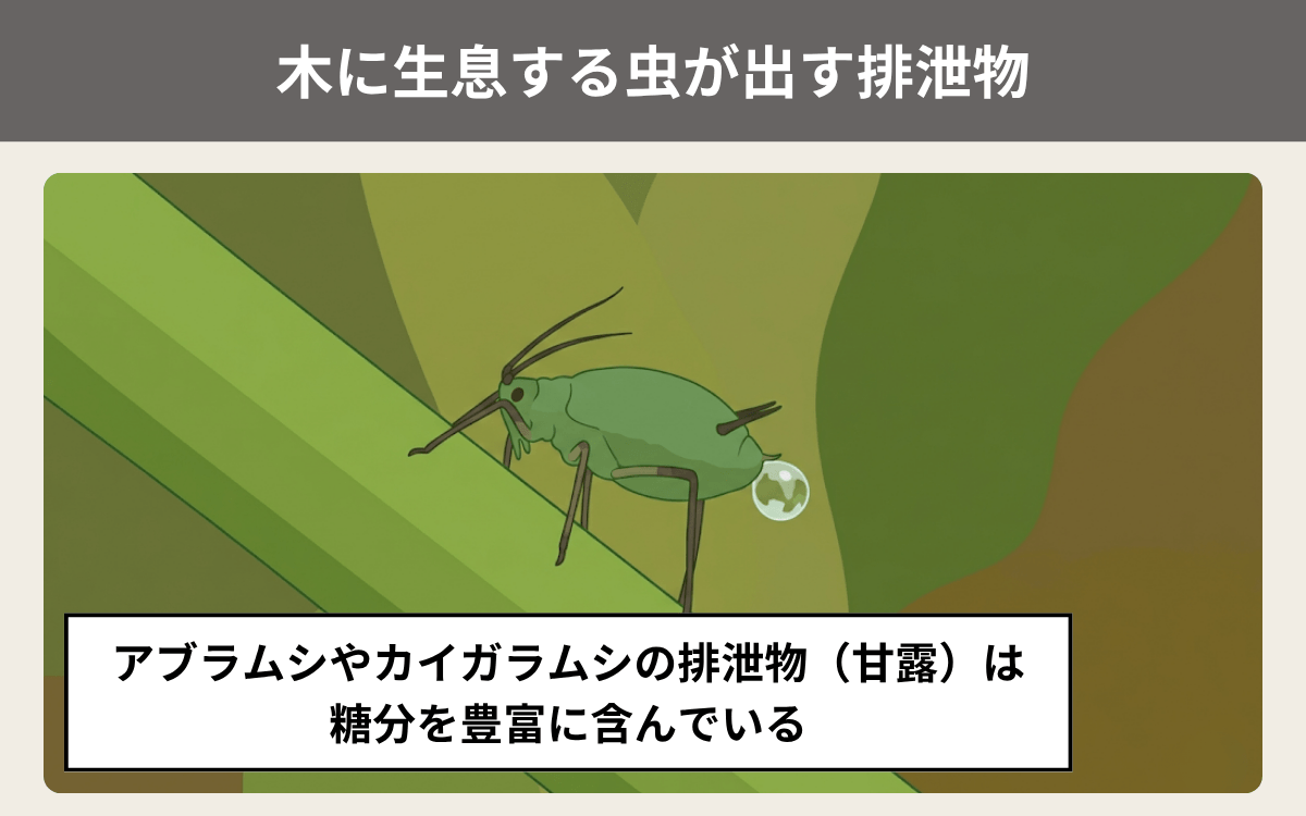 木に生息する虫が出す排泄物