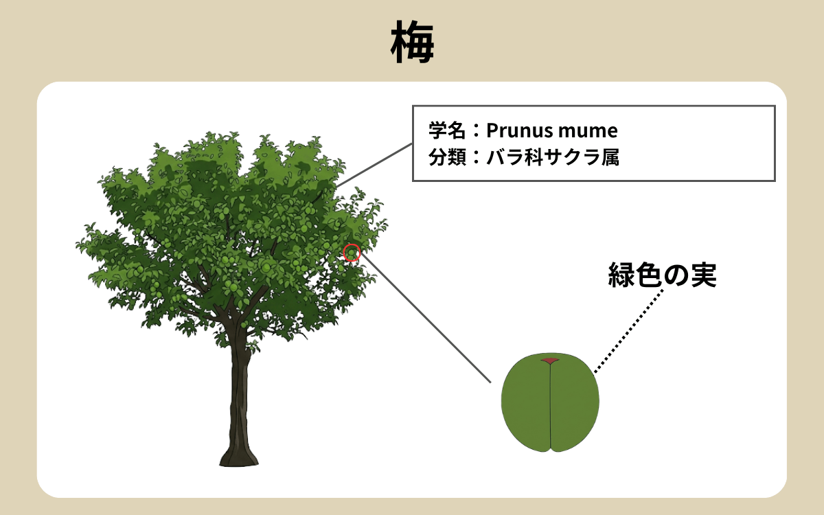 梅 1