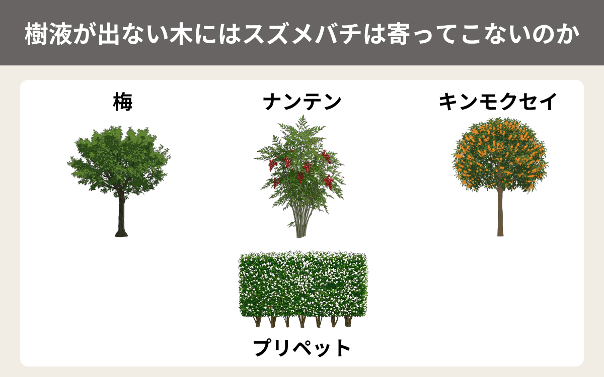 樹液が出ない木にはスズメバチは寄ってこないのか