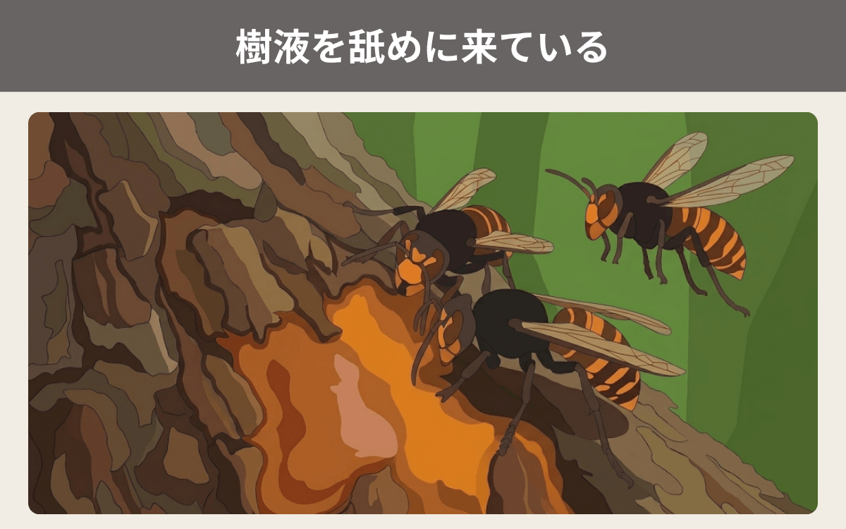 樹液を舐めに来ている