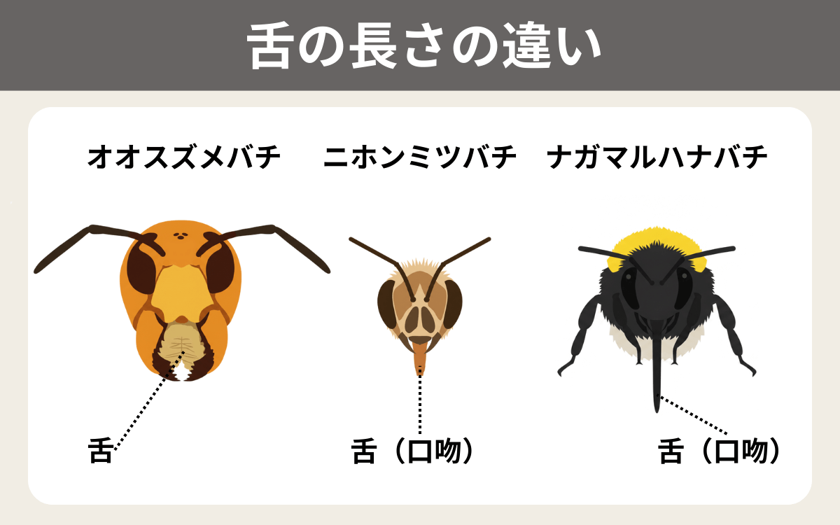 舌の長さの違い