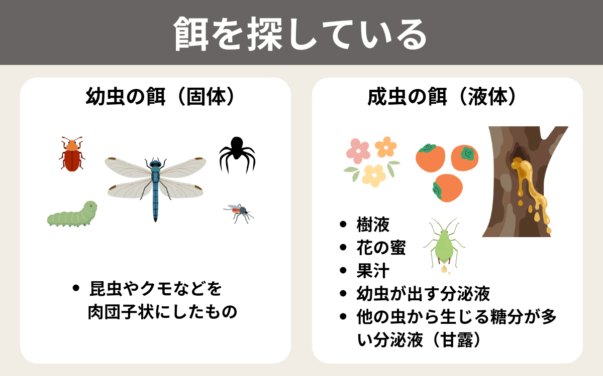 餌を探している