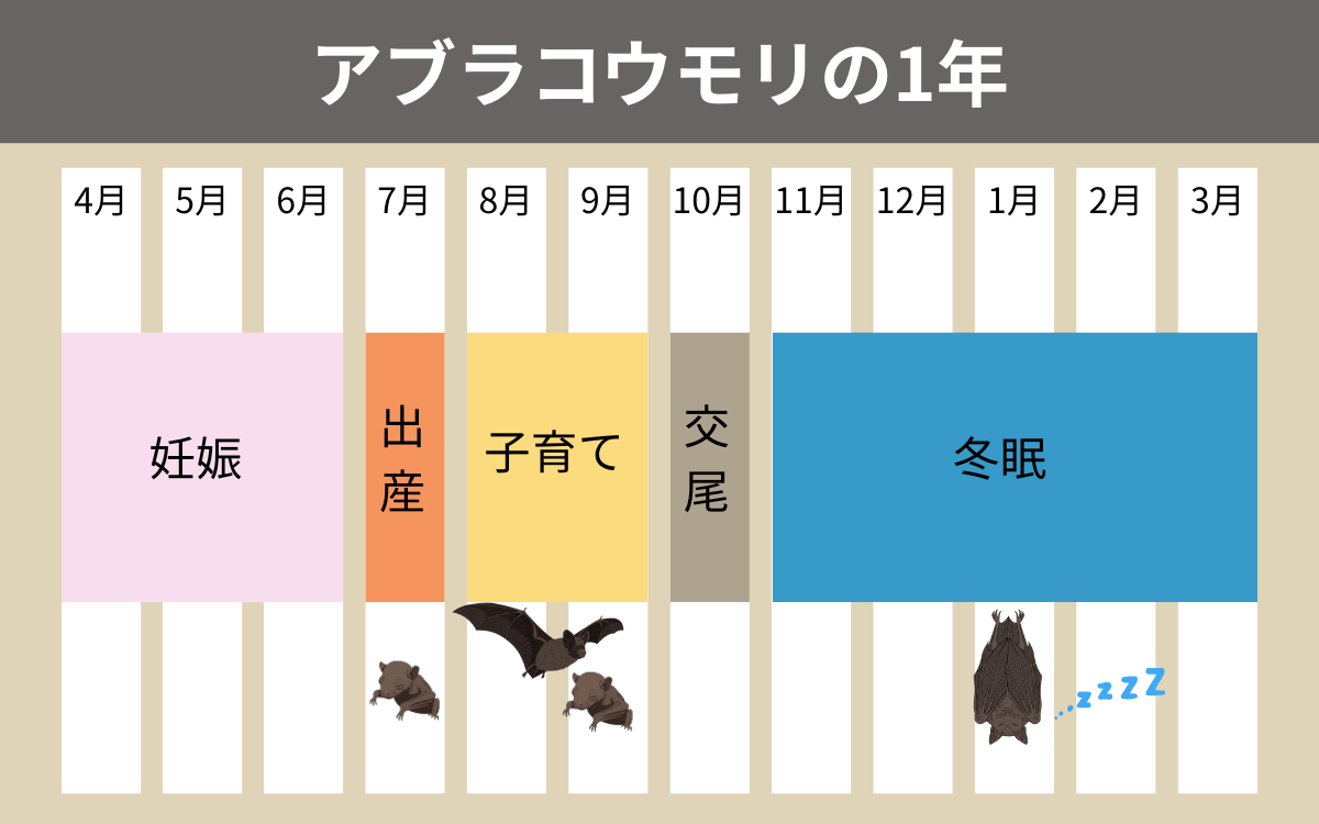 アブラコウモリの1年