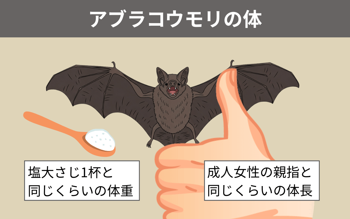 アブラコウモリの体