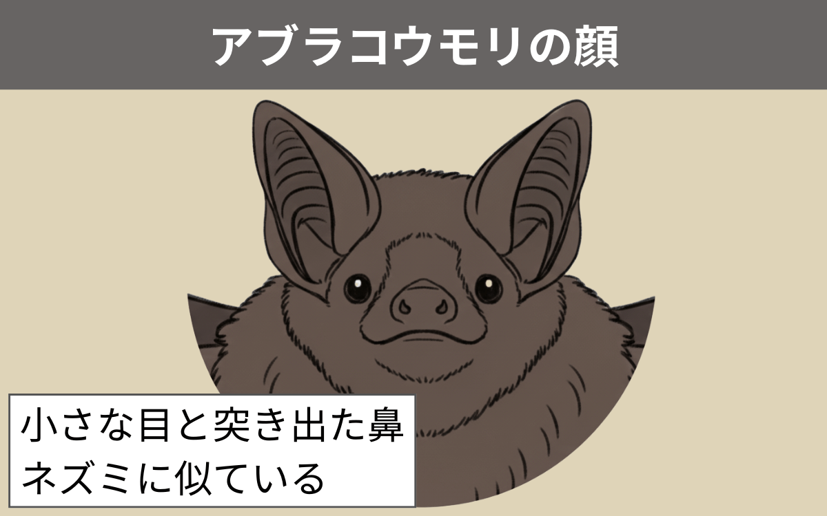 アブラコウモリの顔