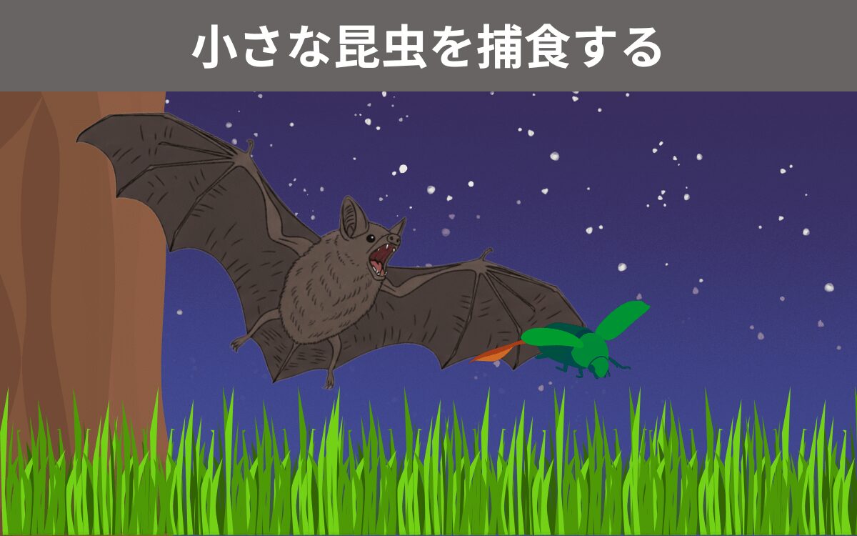 アブラコウモリの食べ物・エサ