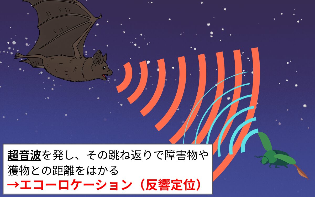 アブラコウモリの鳴き声