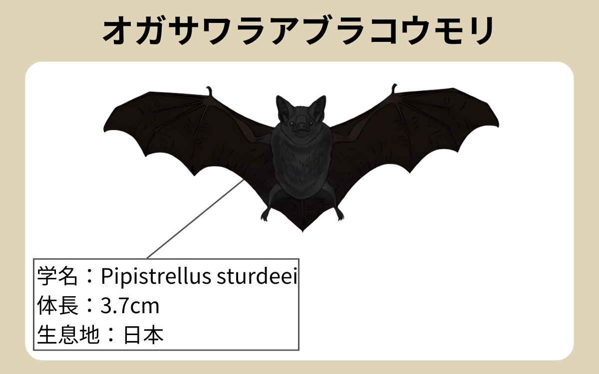 オガサワラアブラコウモリ