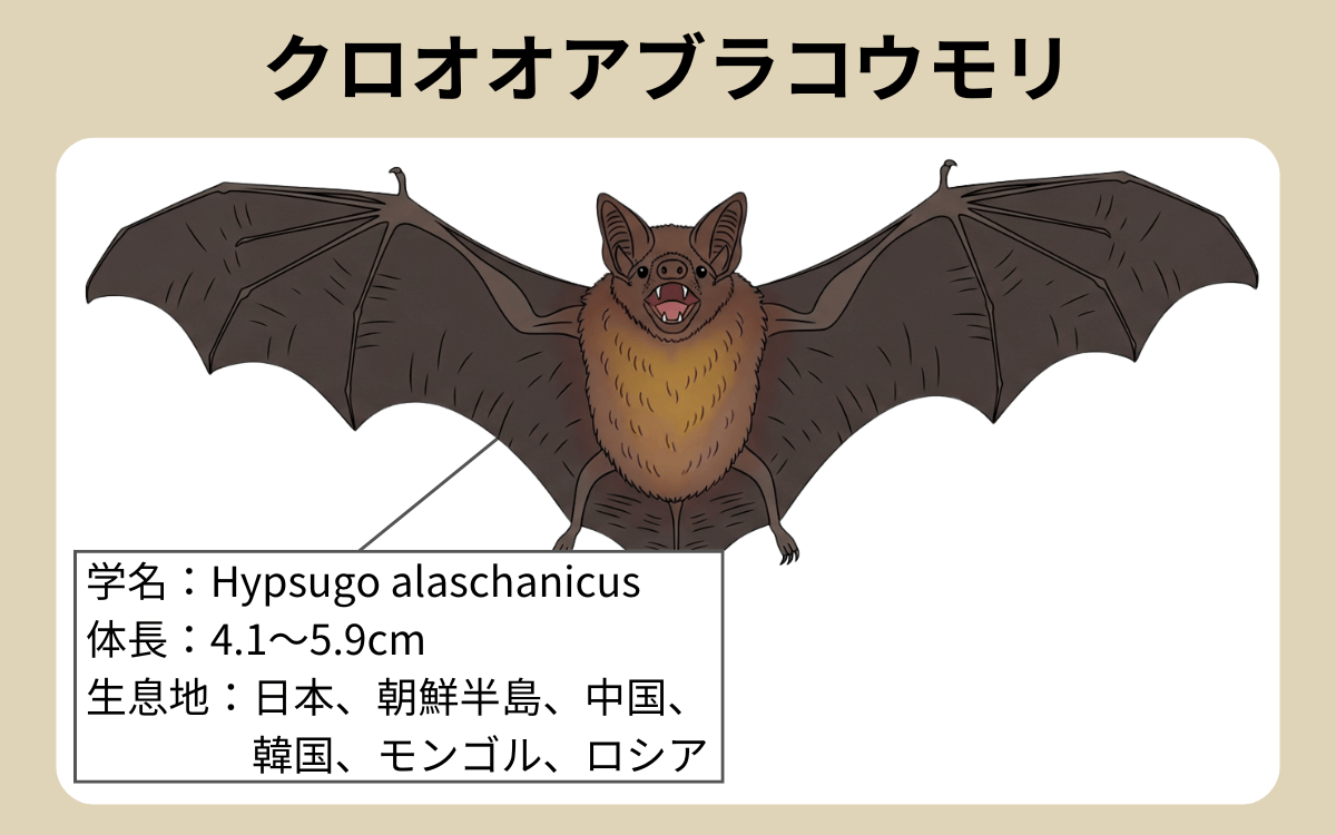 クロオオアブラコウモリ