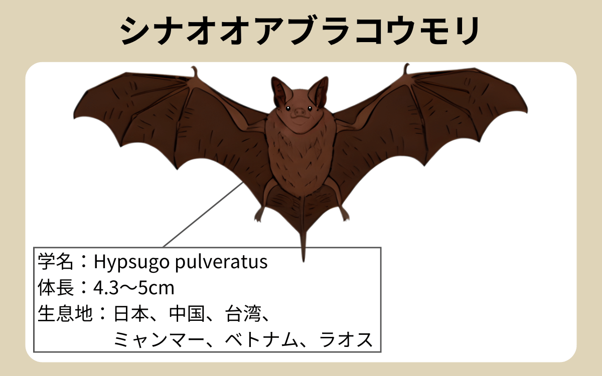 シナオオアブラコウモリ