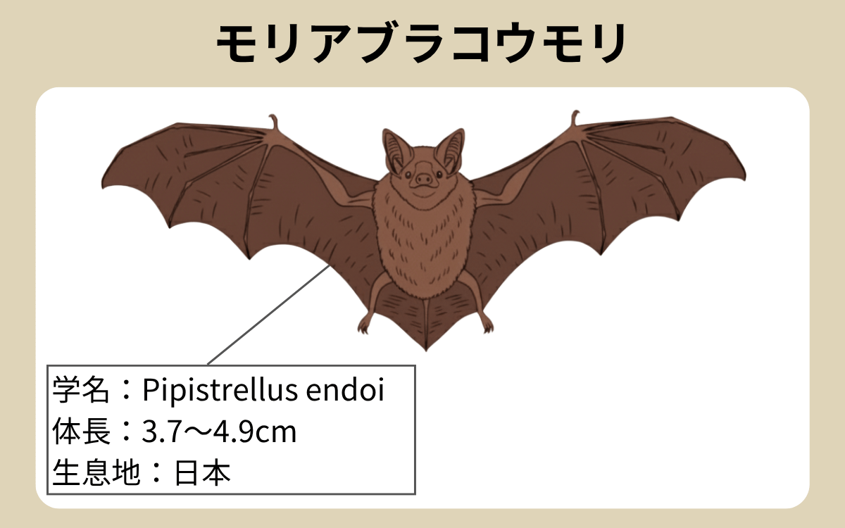 モリアブラコウモリ