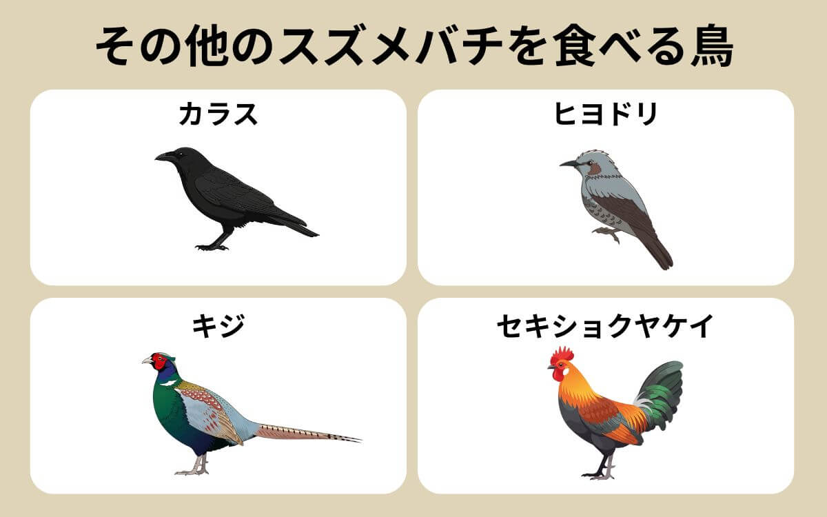 その他のスズメバチを食べる鳥