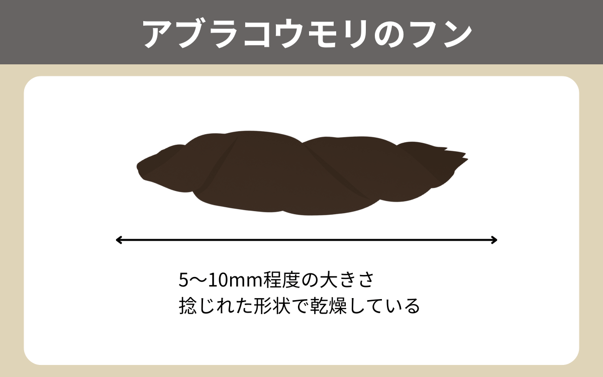 アブラコウモリのフン