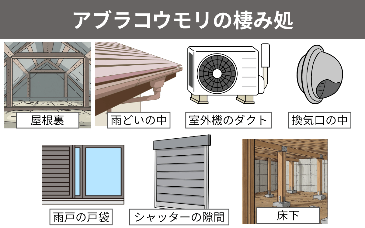 アブラコウモリの棲み処