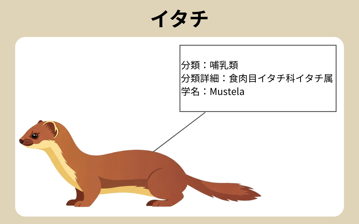 イタチ