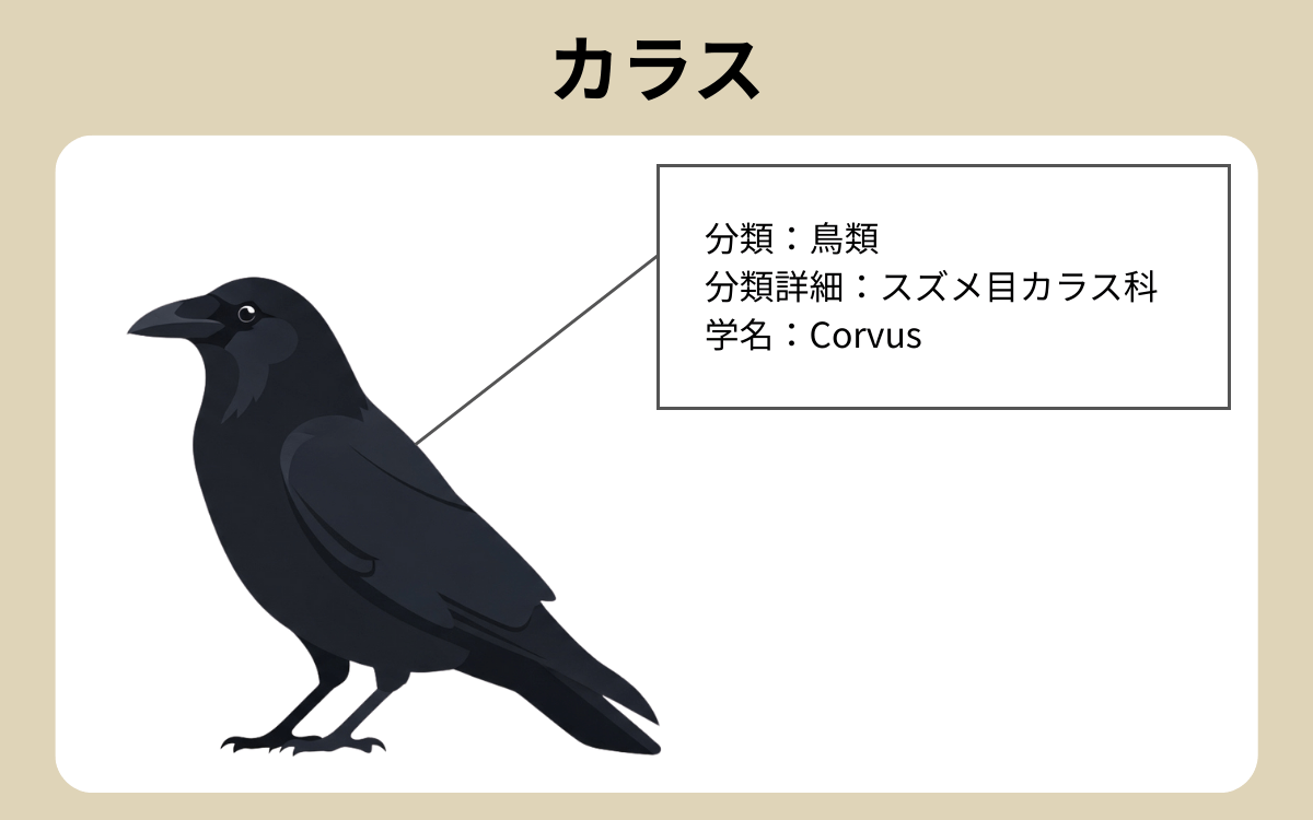 カラス