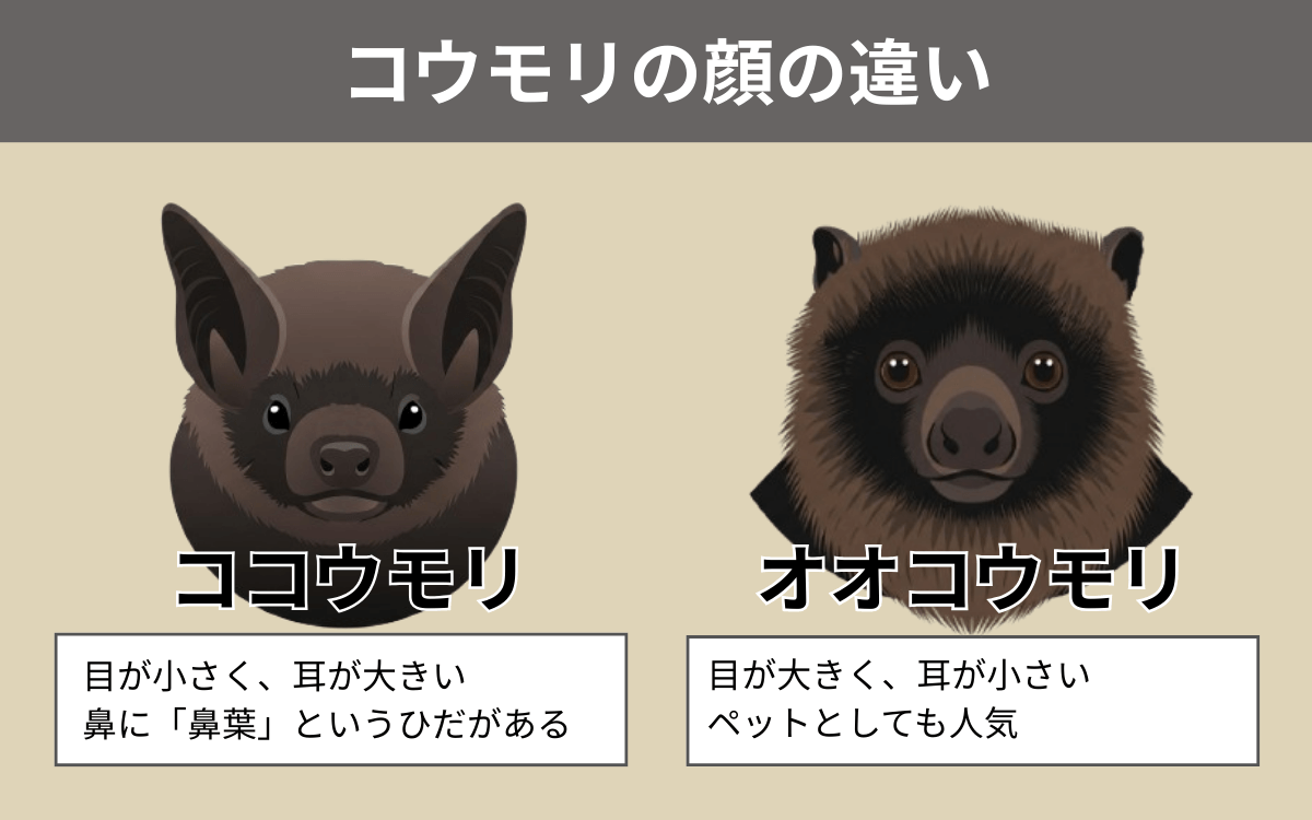 ココウモリとオオコウモリの顔の違い