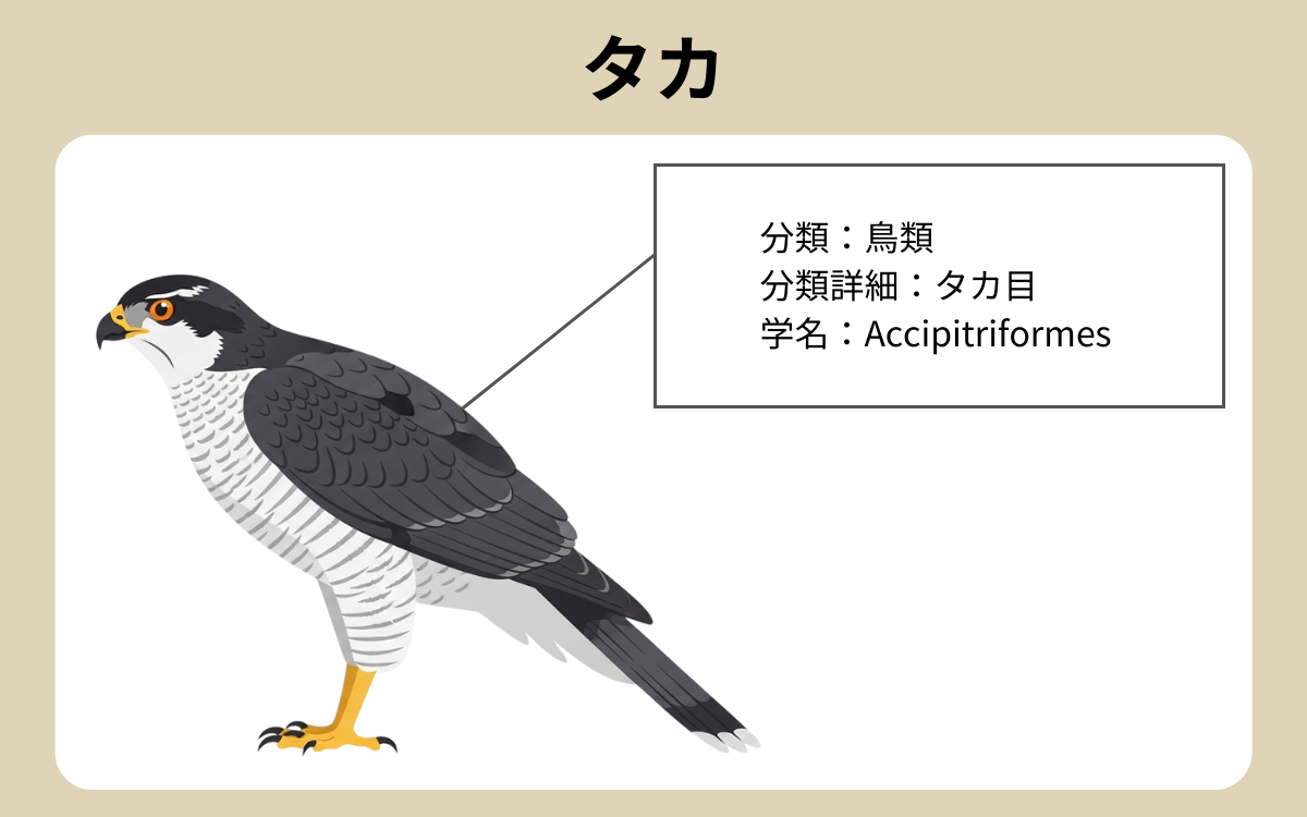タカ