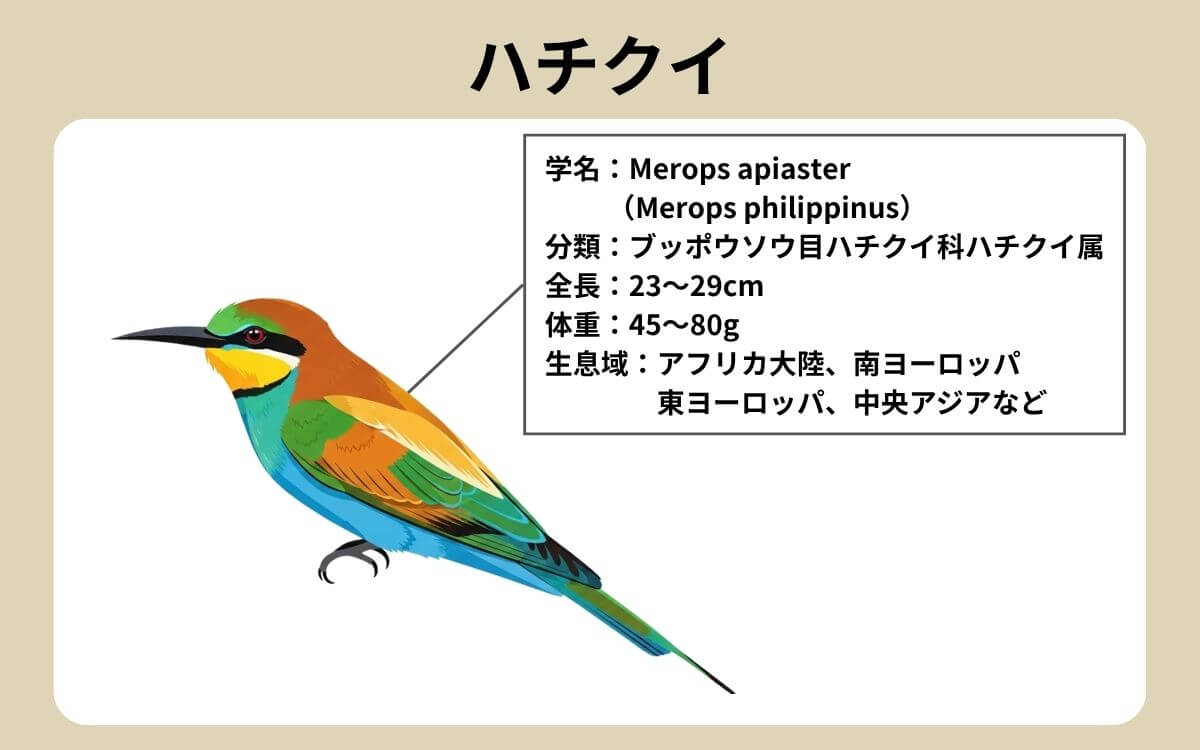 ハチクイ