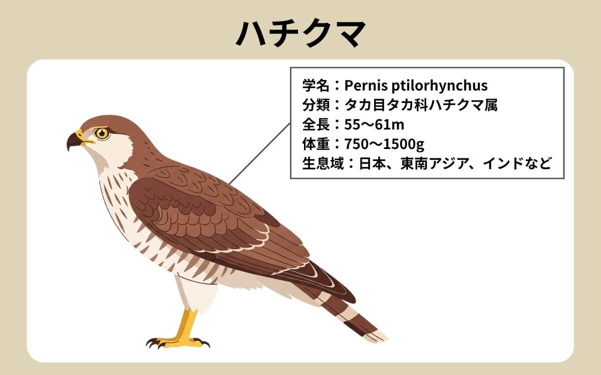 ハチクマ