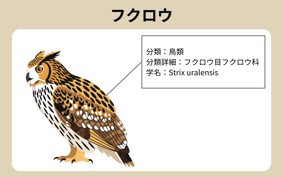フクロウ