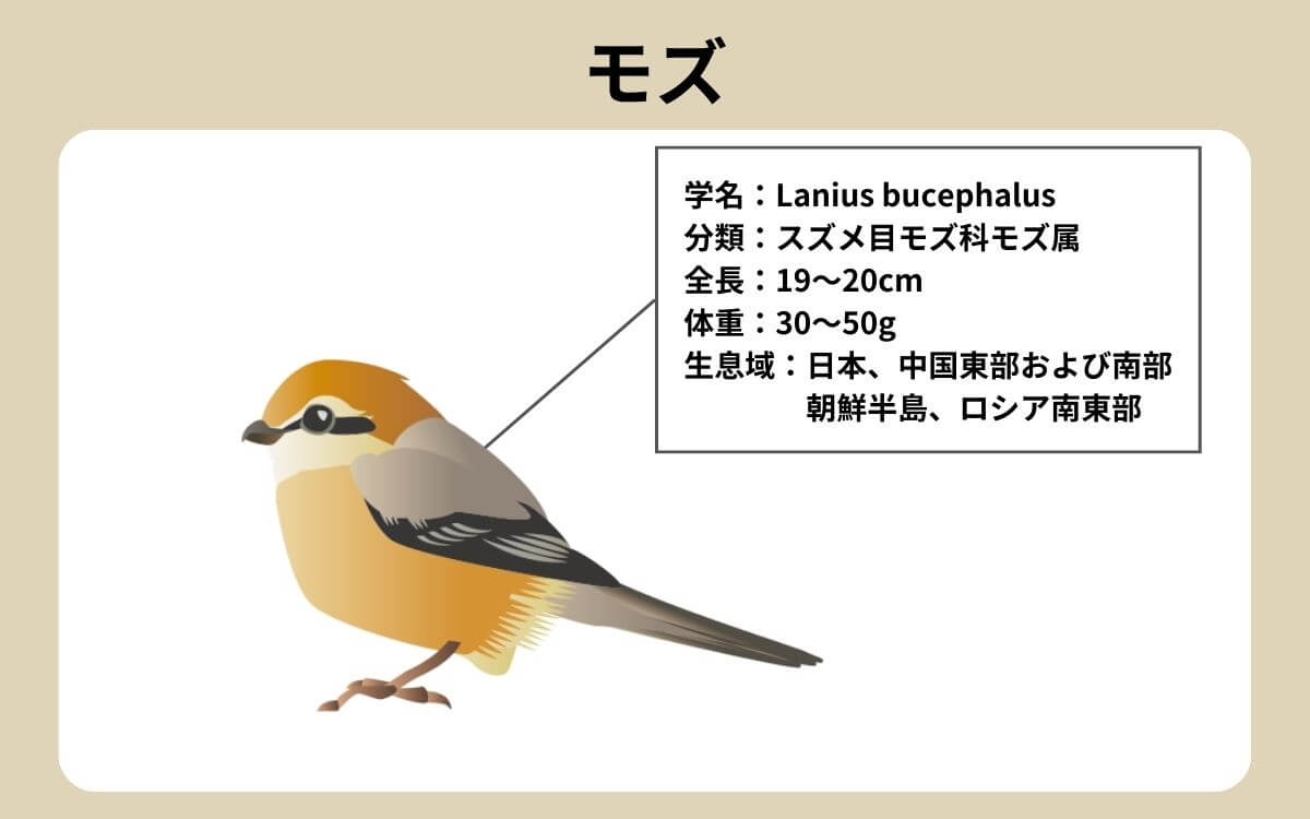モズ