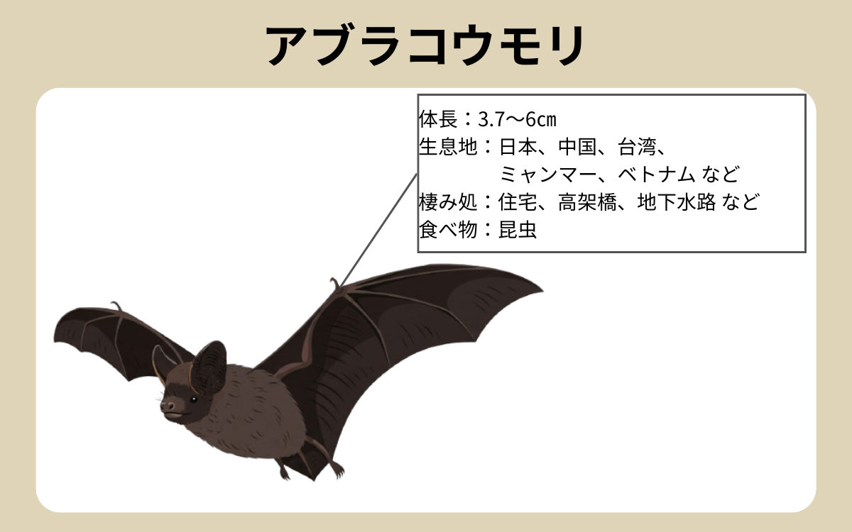 最も身近なコウモリは「アブラコウモリ」