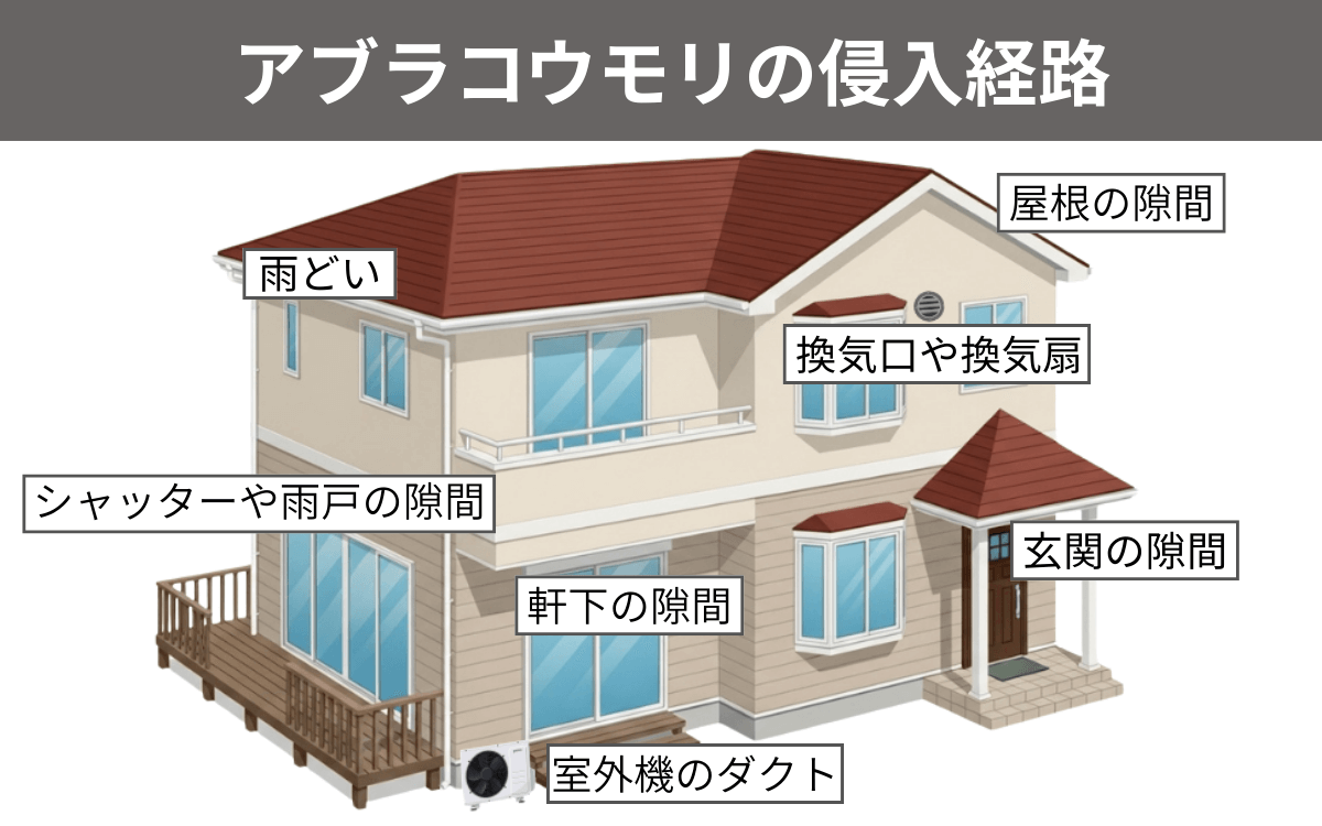 駆除手順①侵入経路・棲み処を特定する